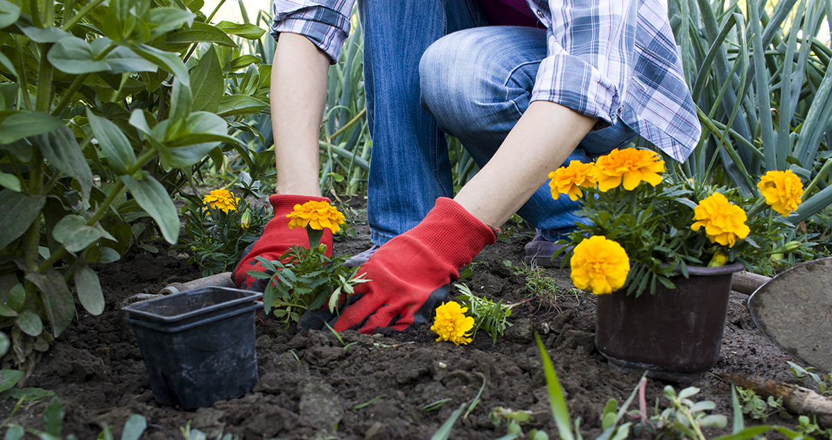Planting flowers